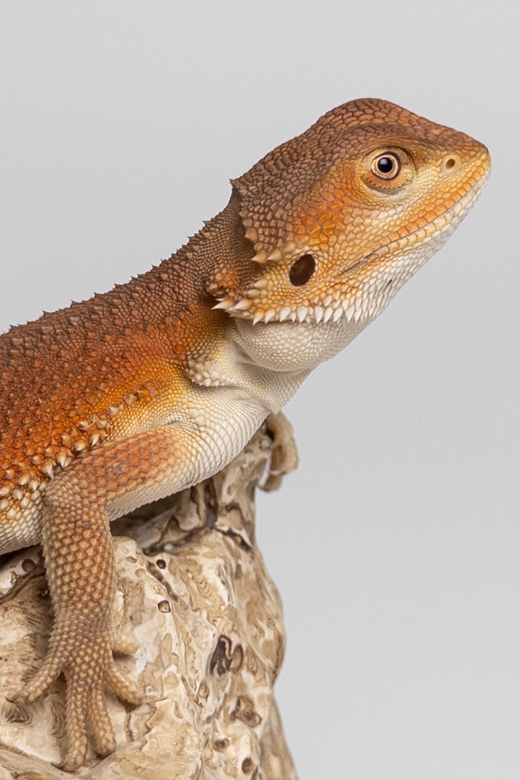 Male Red Monster Witblits