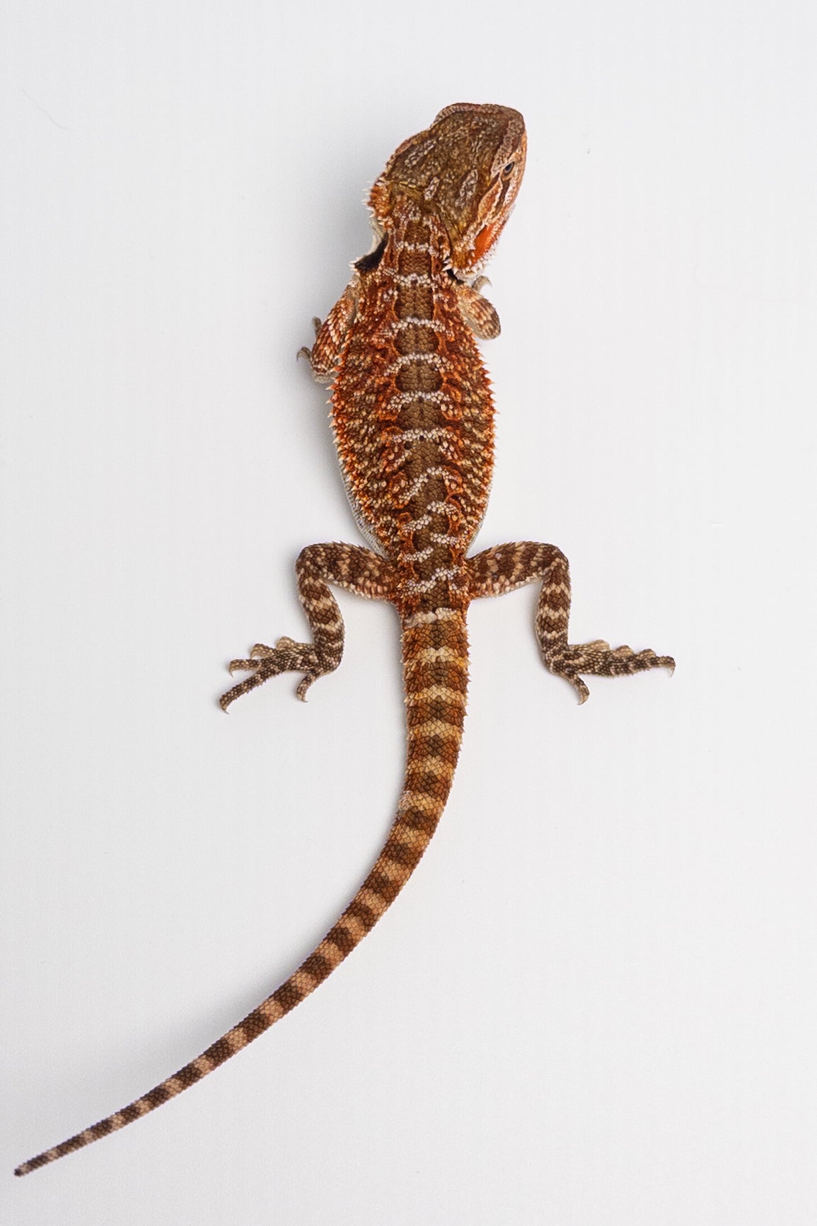 Male Red Monster Outcross, Het Witblits