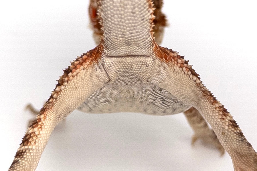 Male Red Monster Outcross, Het Witblits