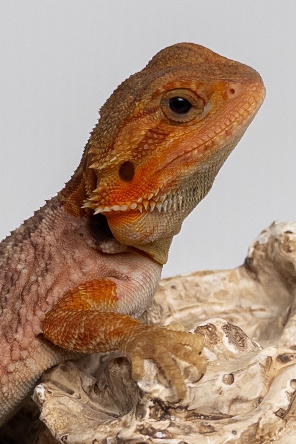 Female Trans, Red Monster Outcross, Het Witblits