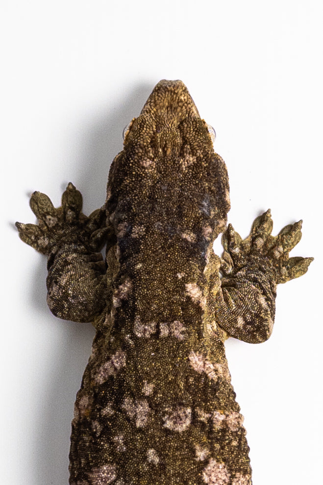Female Leachianus Gecko