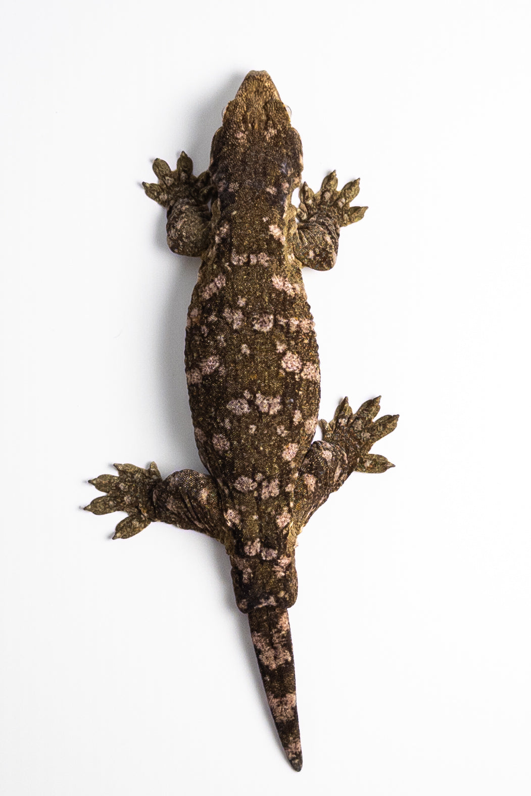 Female Leachianus Gecko