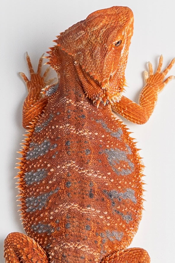 Female Hypo, German-Line Red, Tiger