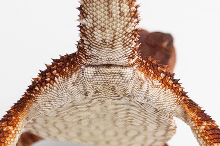 Female Red Monster (Paradox Line)