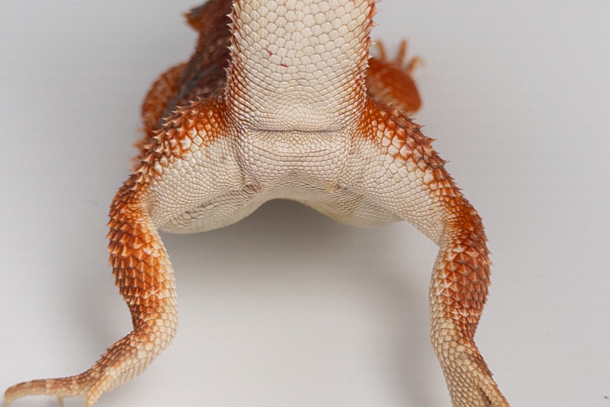 Female Hypo, German-Line Red, Tiger