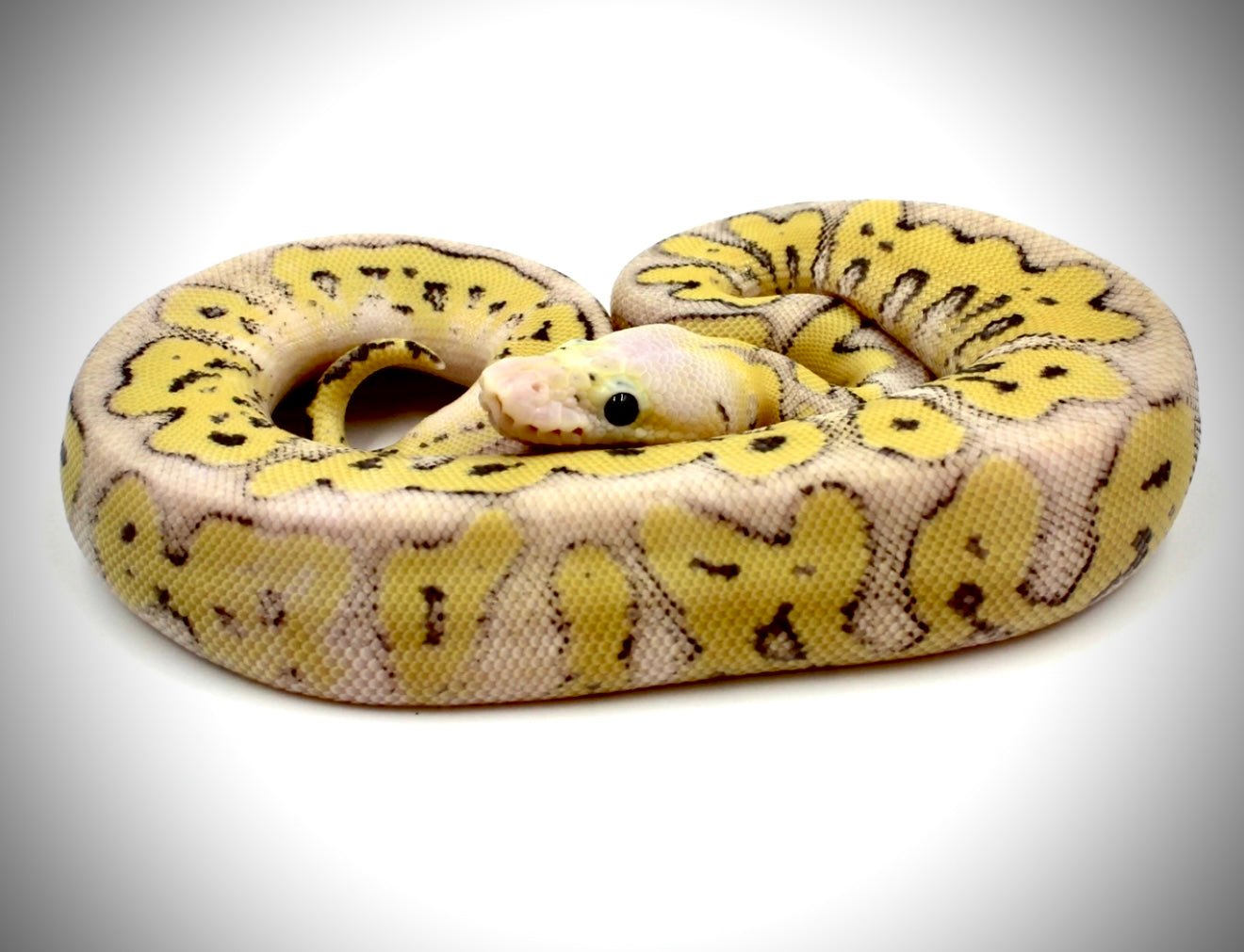 Female Super Pastel, Fire, Clown, Het Ghost