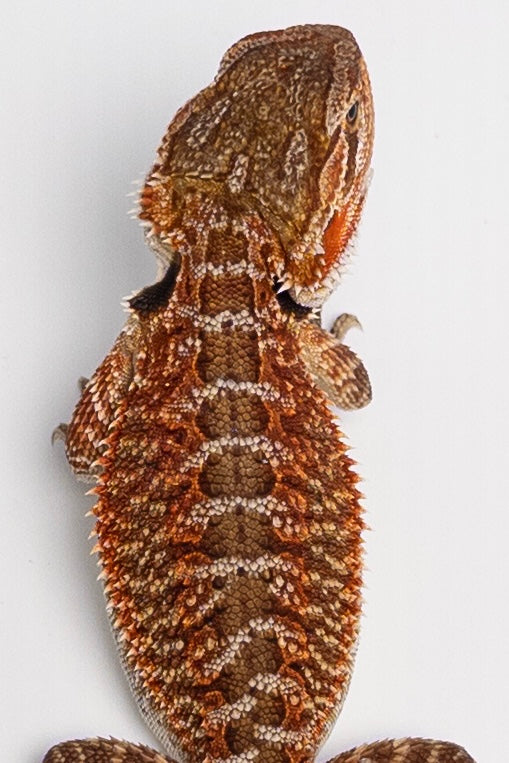 Male Red Monster Outcross, Het Witblits