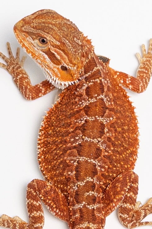 Male Red Monster Outcross, Het Witblits