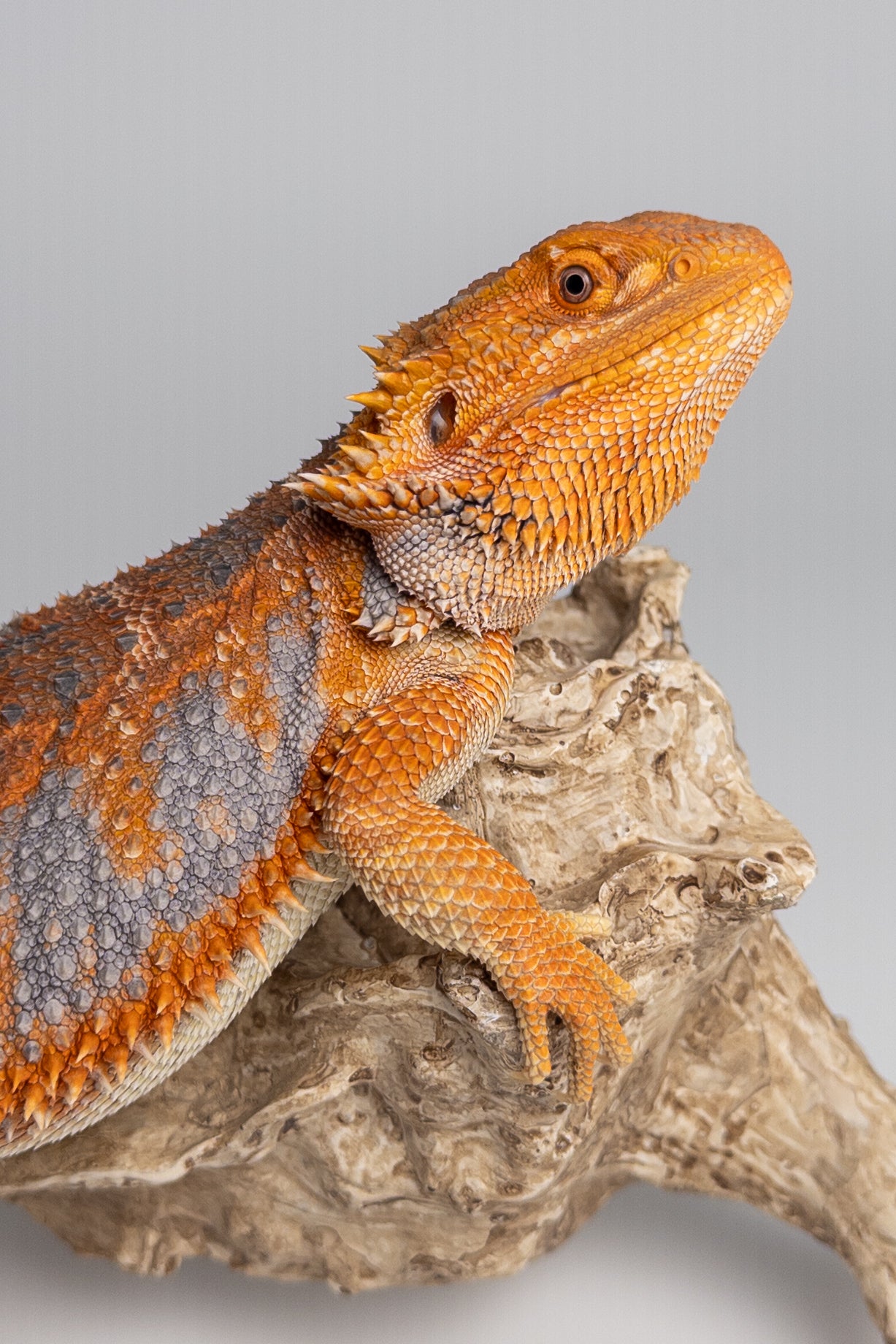 Male Hypo, Orange, Tiger