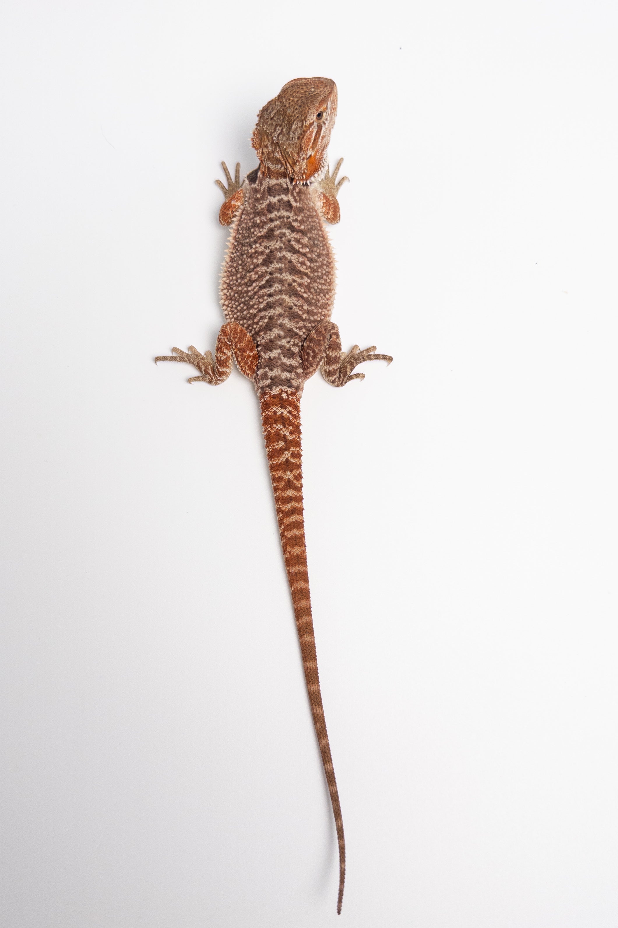 Female Red Monster Outcross, Het Witblits