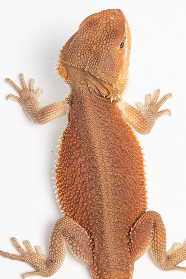 Male Red Monster Witblits