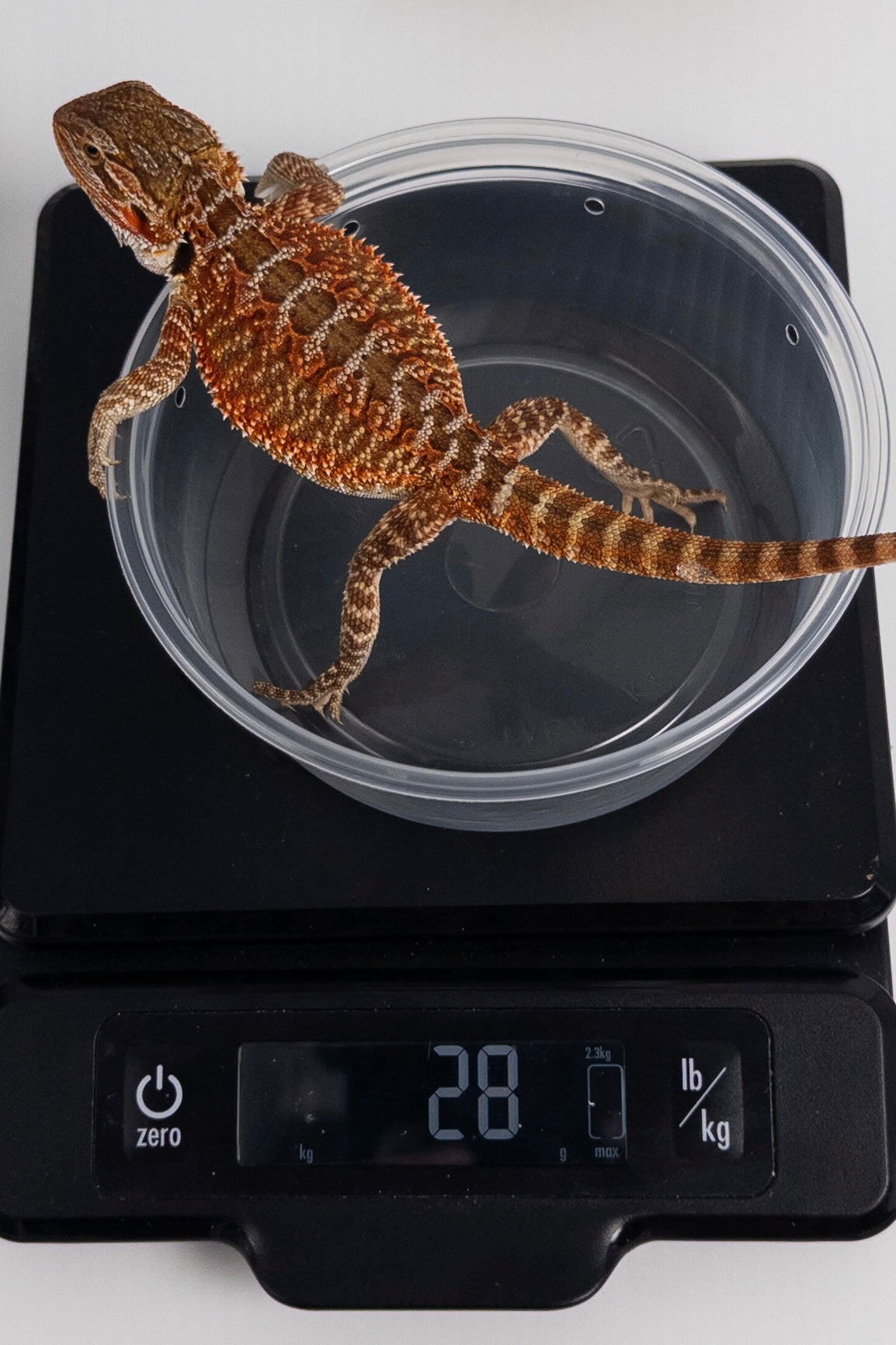 Male Red Monster Outcross, Het Witblits