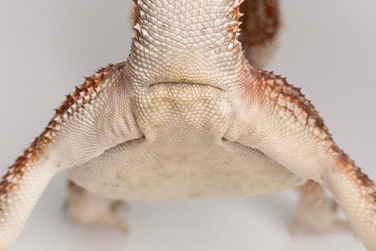 Female Red Monster Outcross, Het Witblits