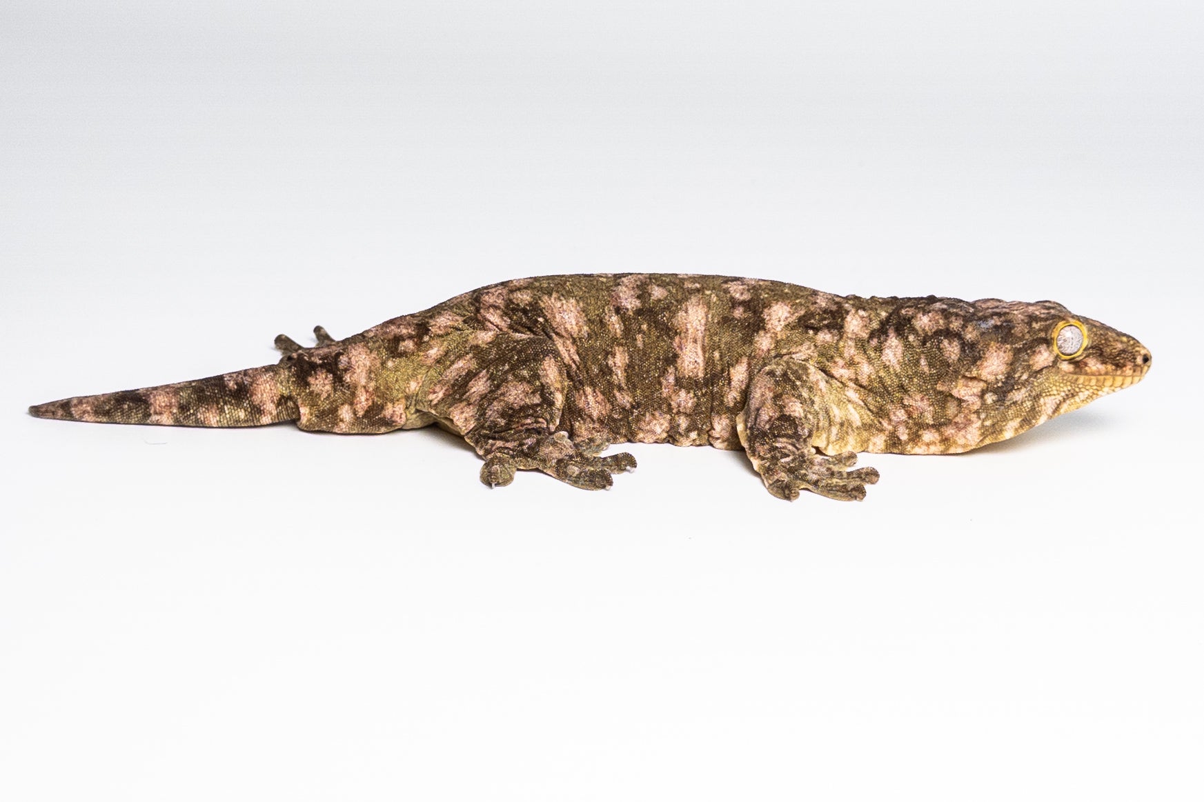 Male Leachianus Gecko