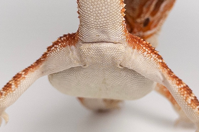 Male Red Monster Outcross, Het Witblits