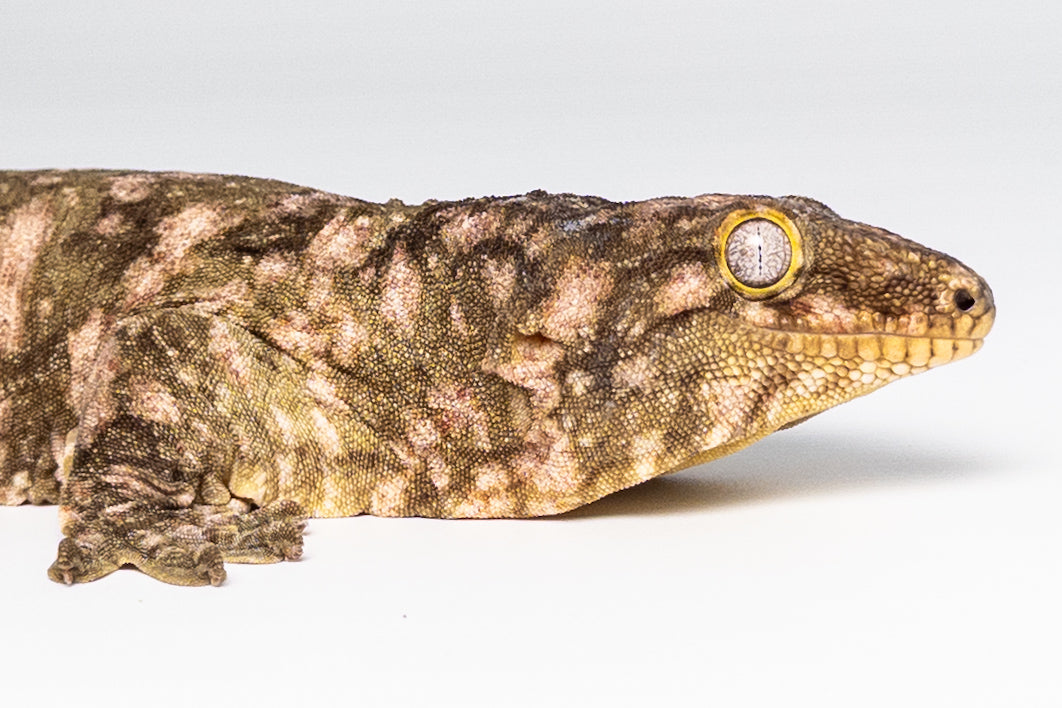Male Leachianus Gecko