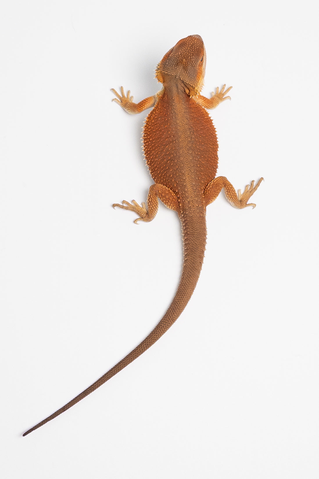 Male Red Monster Witblits