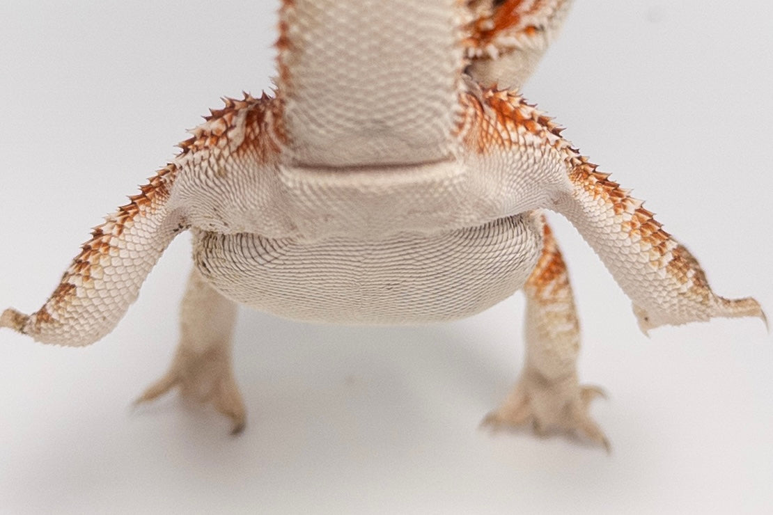 Male Red Monster Outcross, Het Witblits