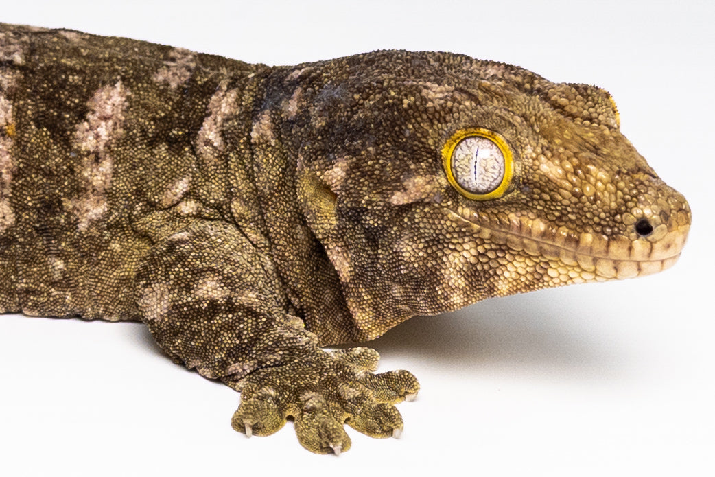 Female Leachianus Gecko