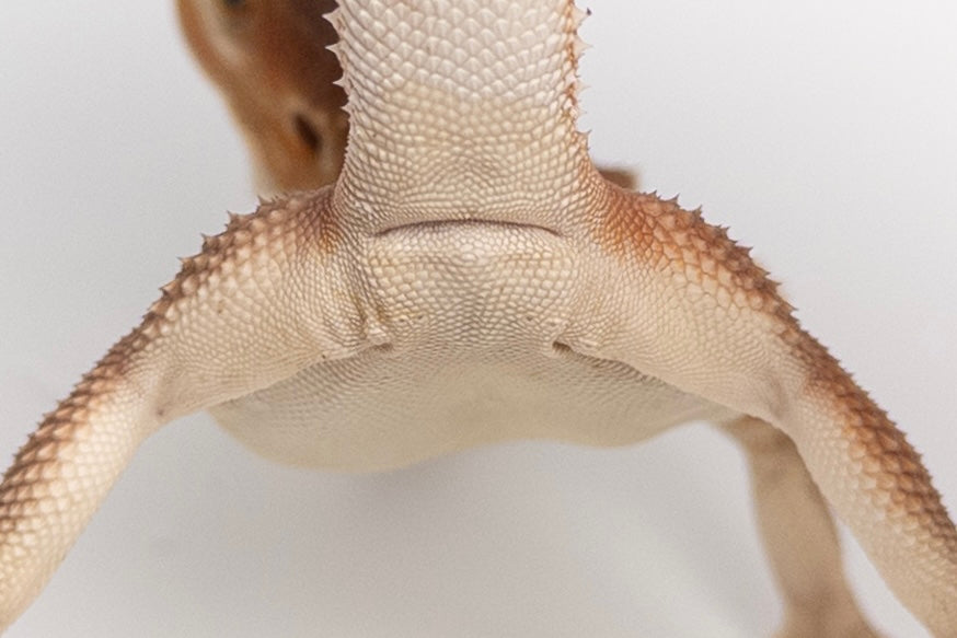 Male Red Monster Witblits