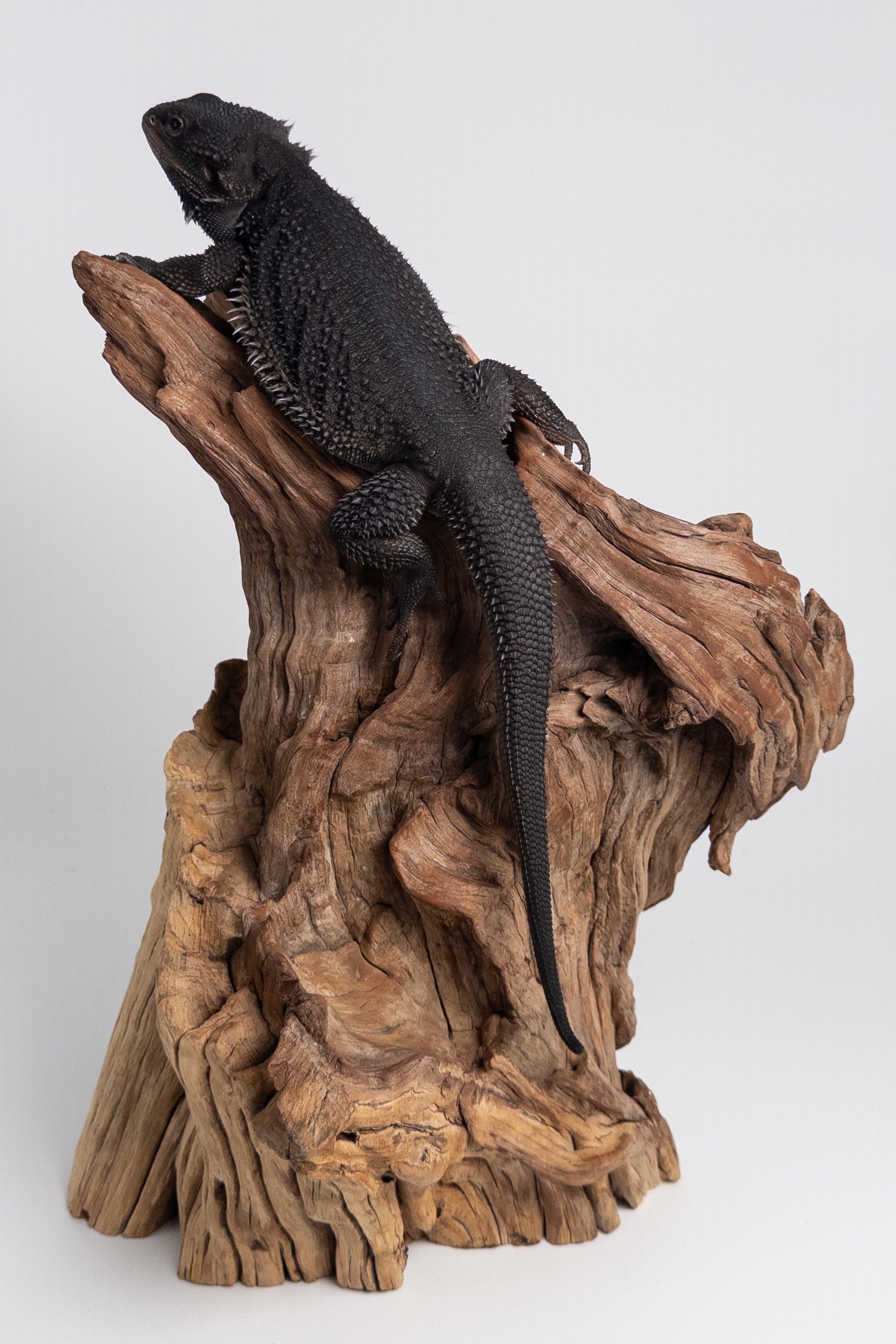 Paradox red monster bearded dragon