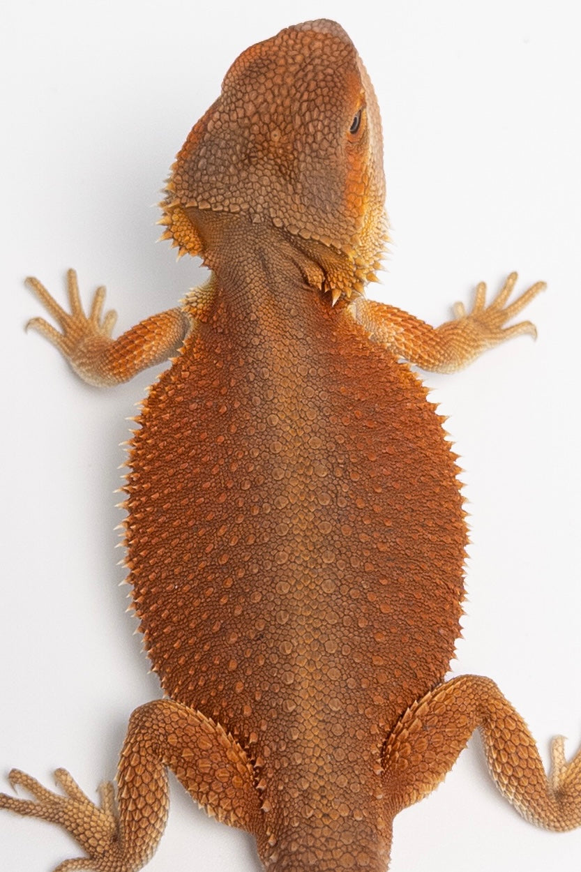 Male Red Monster Witblits