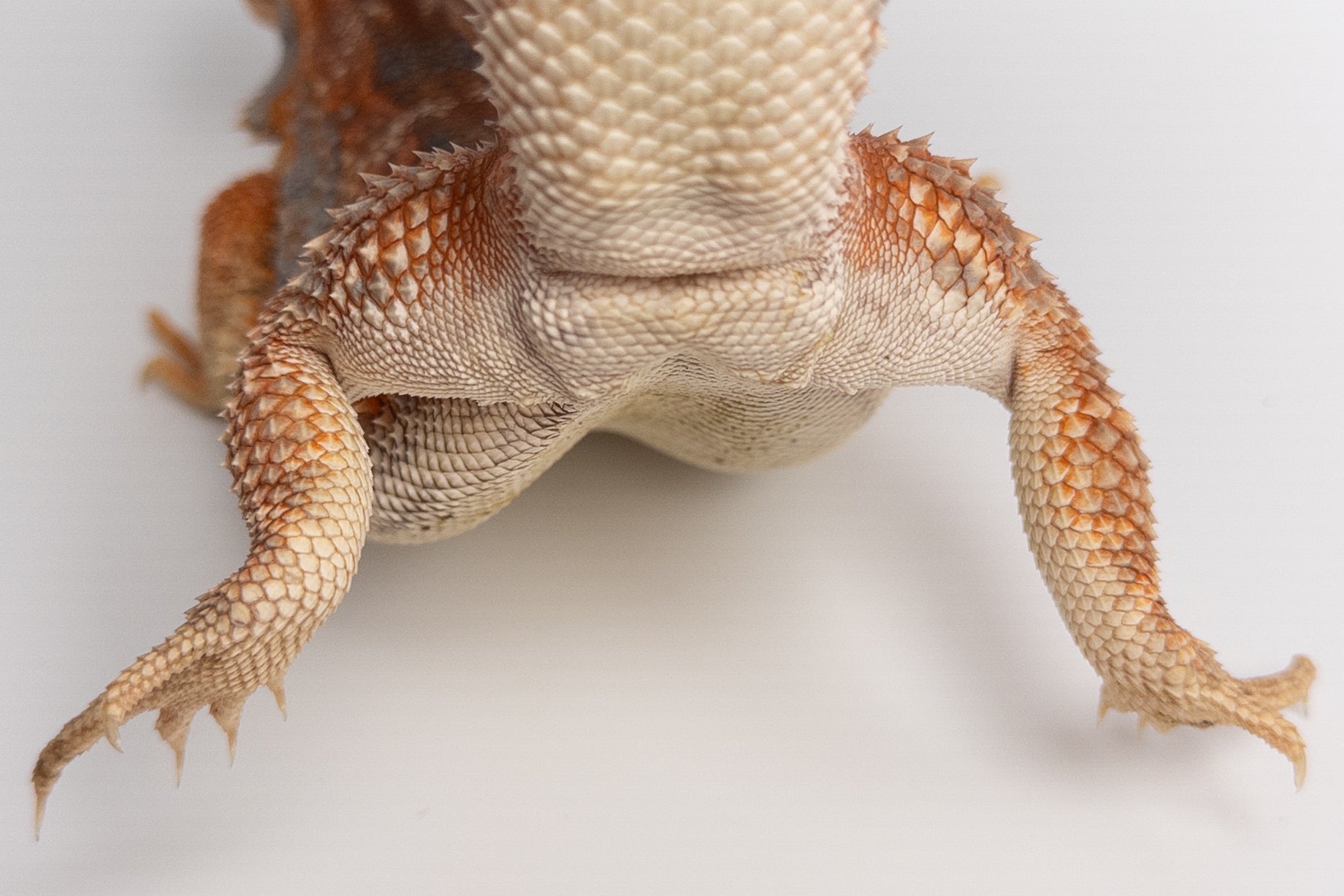 Male Hypo, Orange, Tiger