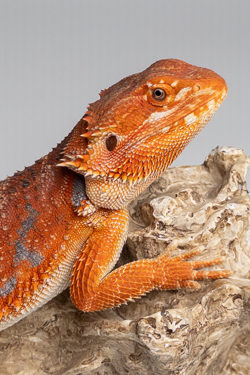 Female Hypo, German-Line Red, Tiger