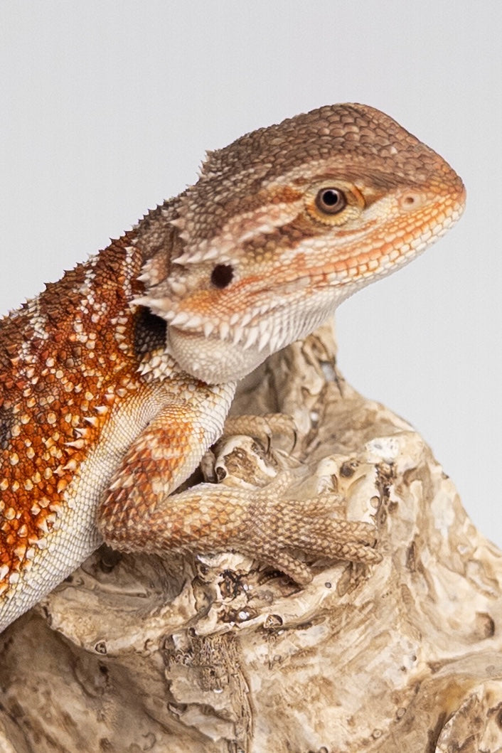 Female Red Monster Outcross, Het Witblits