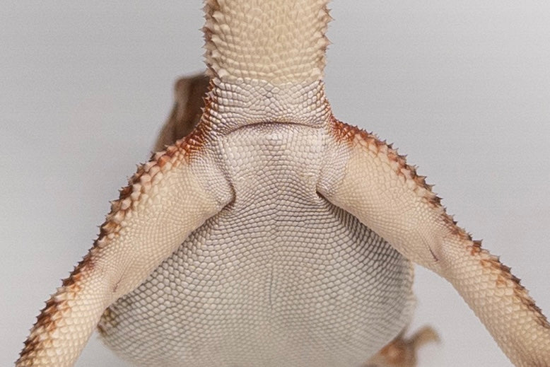 Female Red Monster Outcross, Het Witblits