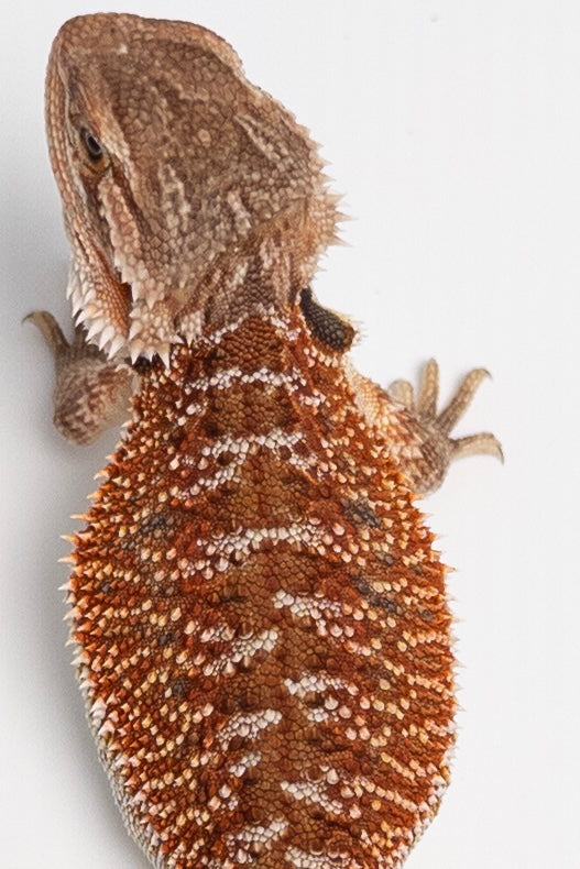 Female Red Monster Outcross, Het Witblits