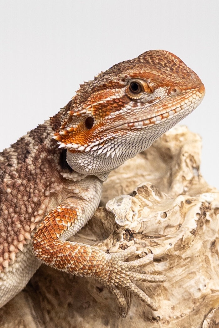 Female Red Monster Outcross, Het Witblits