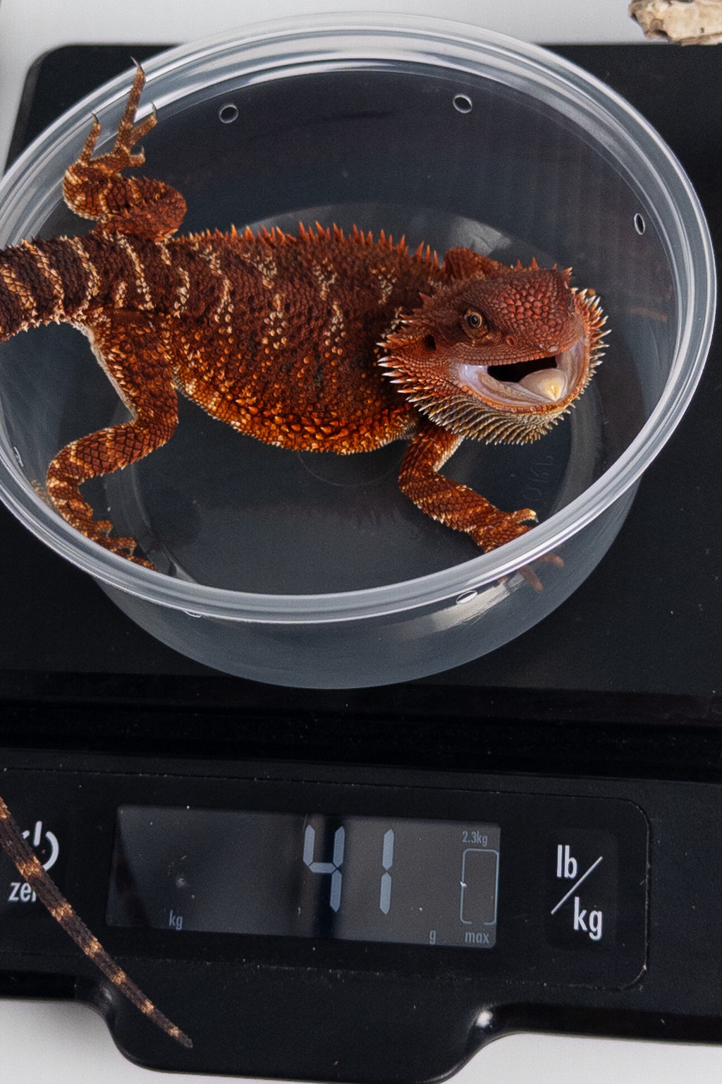 Female Red Monster (Paradox Line)