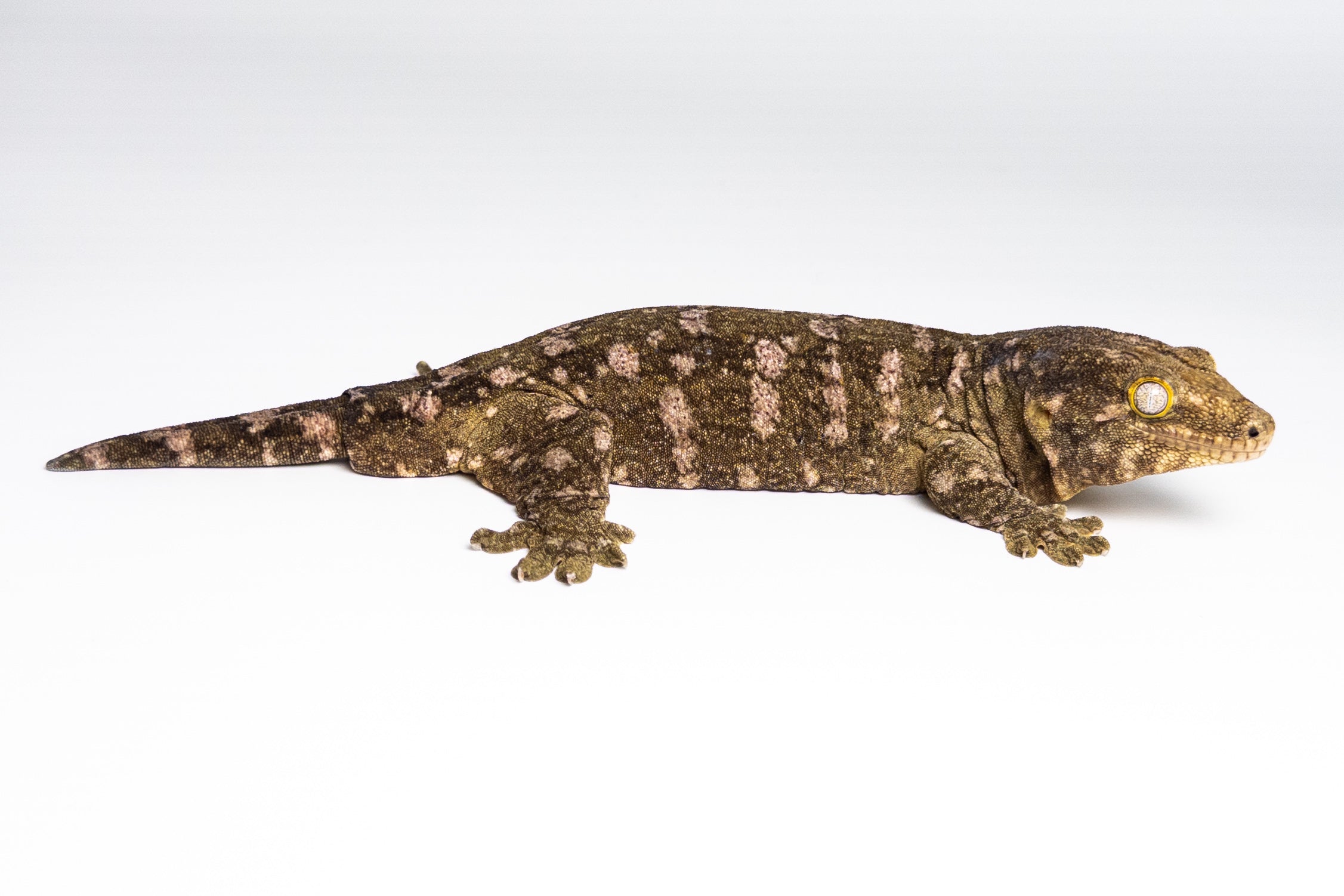 Female Leachianus Gecko