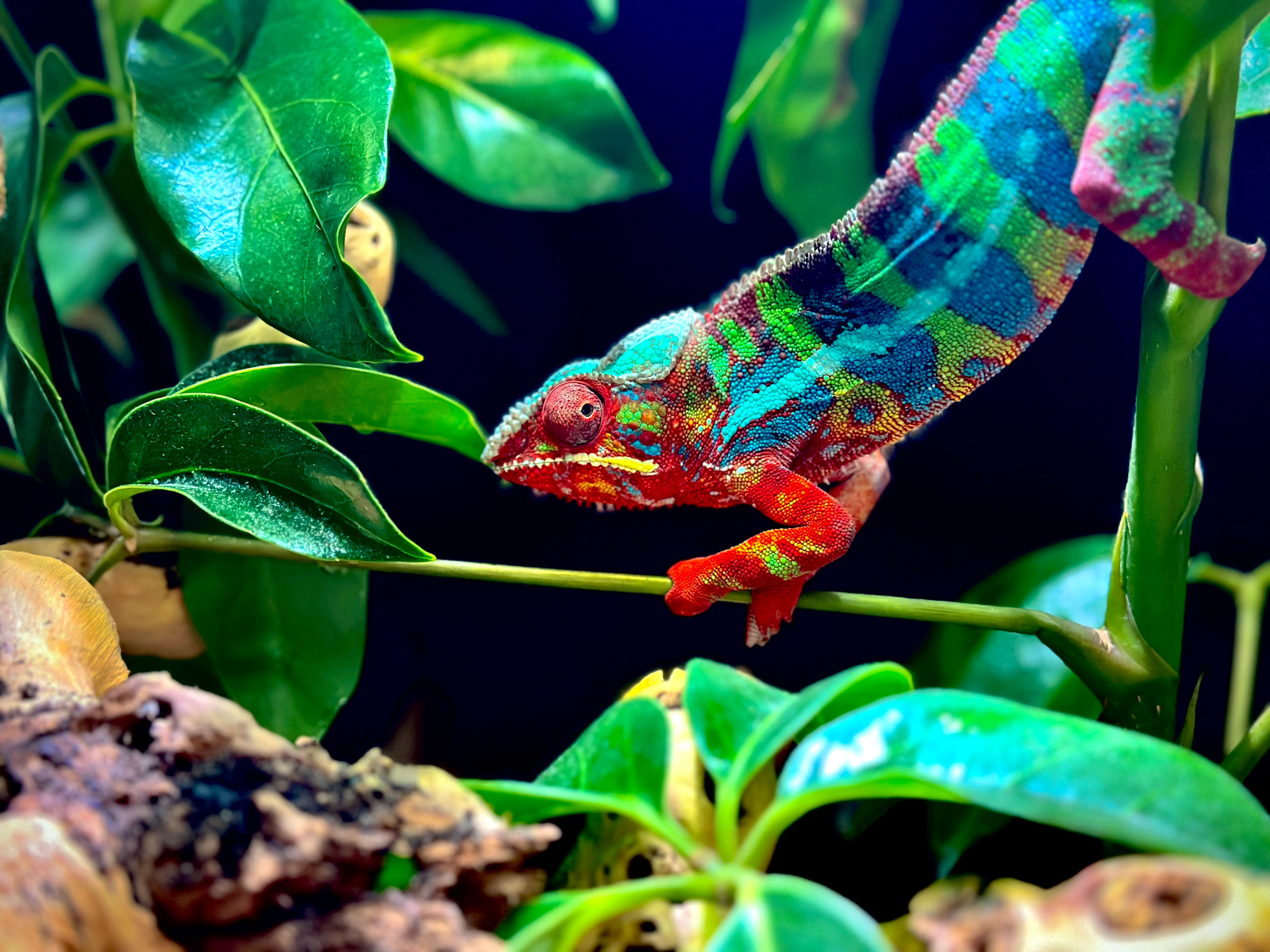 Panther Chameleons