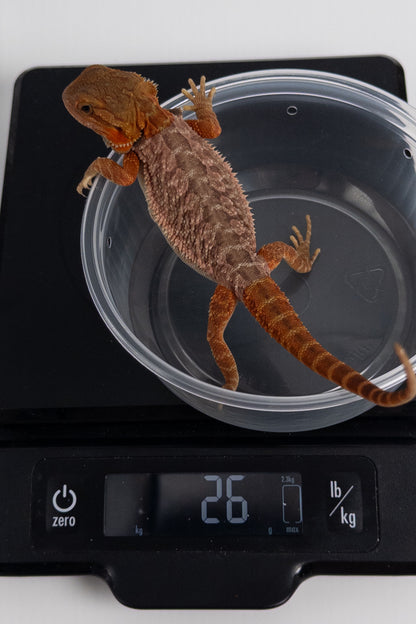 Female Trans, Red Monster Outcross, Het Witblits