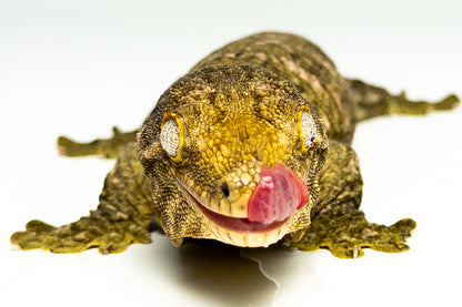 Female Leachianus Gecko