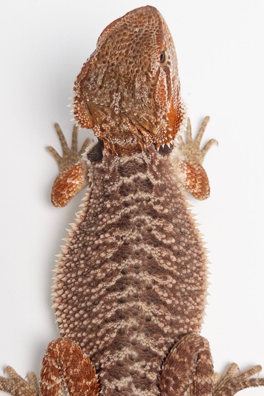 Female Red Monster Outcross, Het Witblits