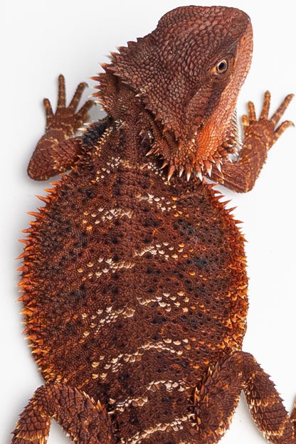 Female Red Monster (Paradox Line)