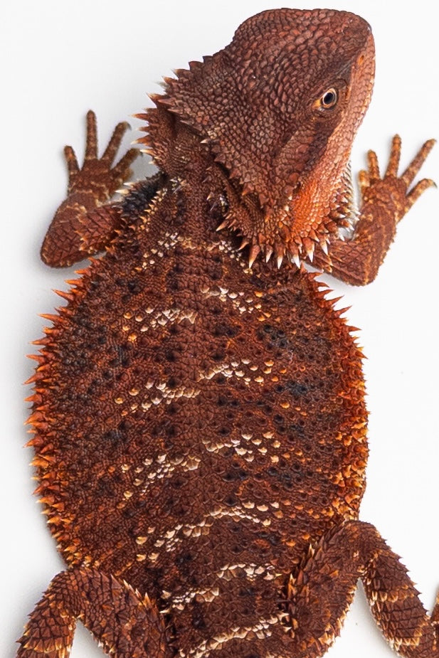 Female Red Monster (Paradox Line)