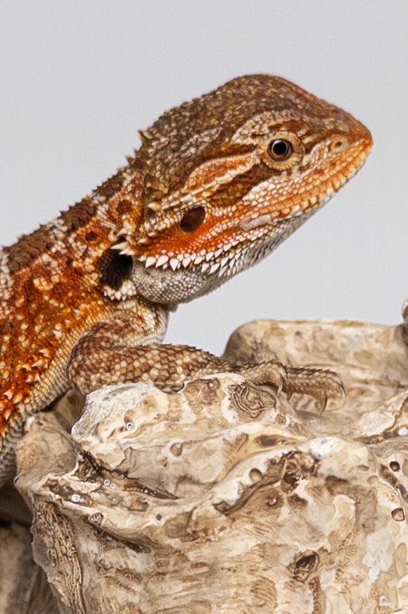 Male Red Monster Outcross, Het Witblits