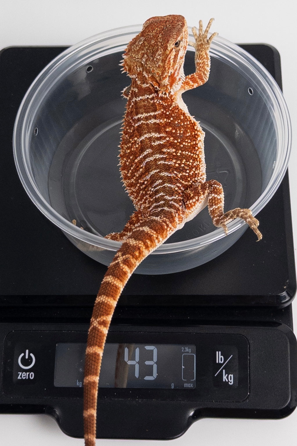 Male Red Monster Outcross, Het Witblits