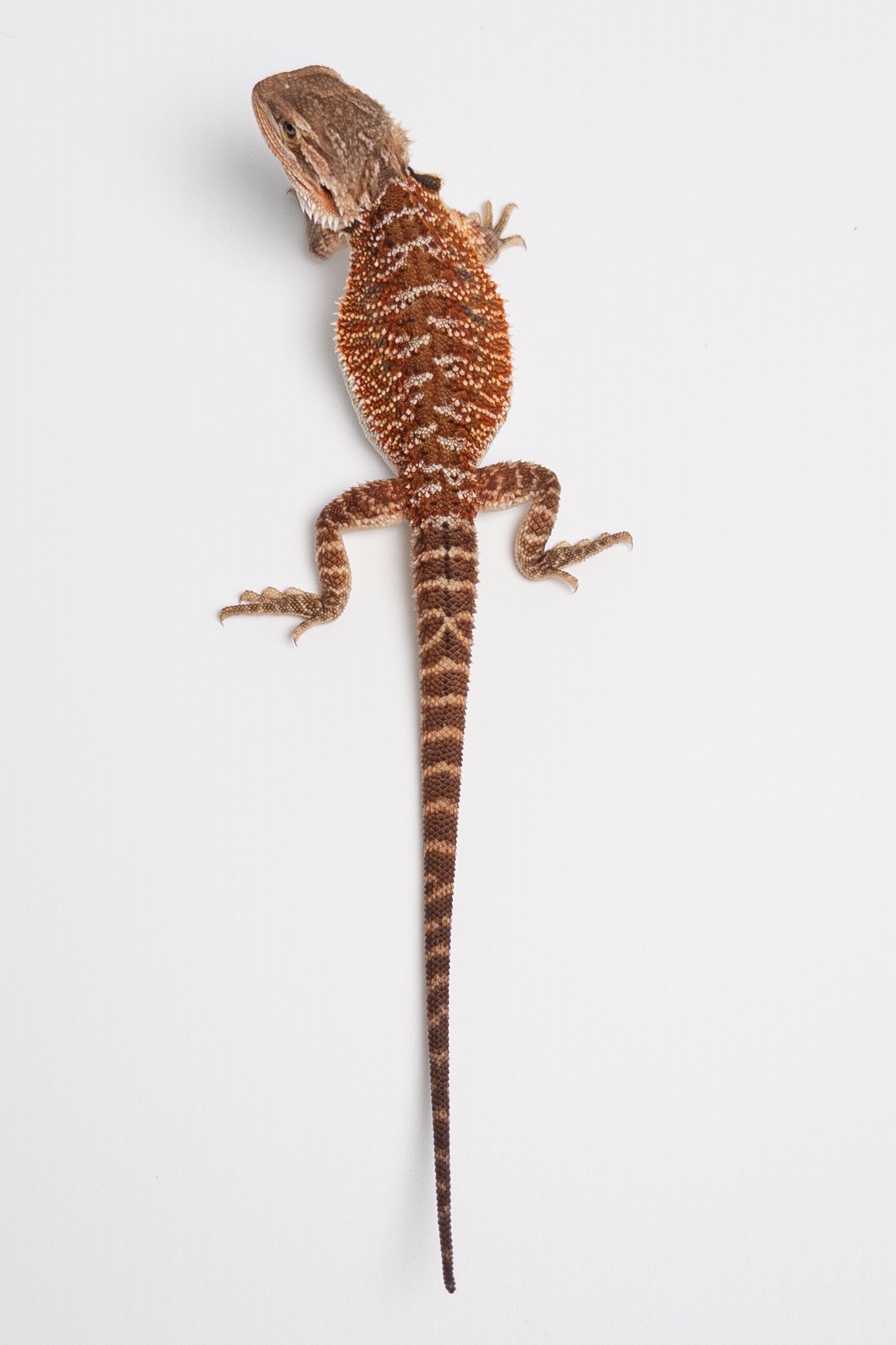 Female Red Monster Outcross, Het Witblits