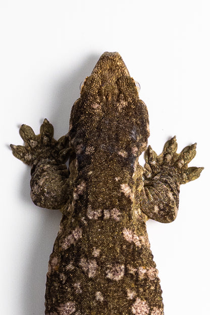 Female Leachianus Gecko