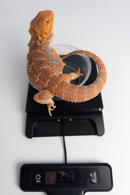 Male Hypo, Orange, Tiger