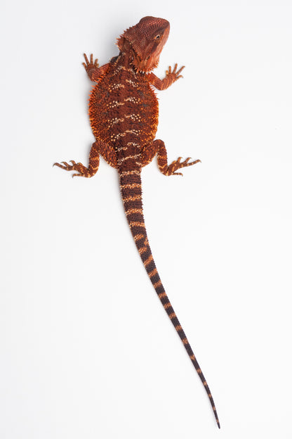 Female Red Monster (Paradox Line)