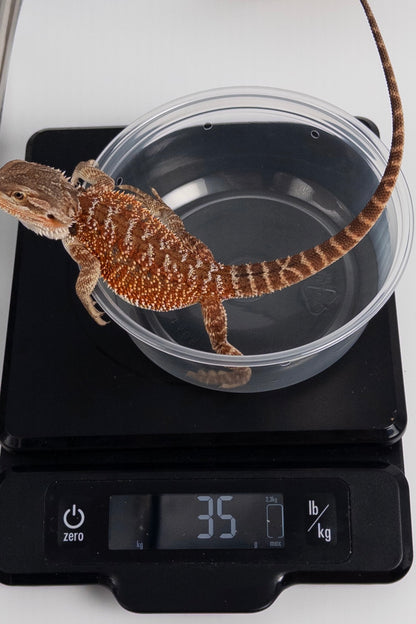 Female Red Monster Outcross, Het Witblits