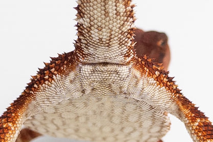 Female Red Monster (Paradox Line)