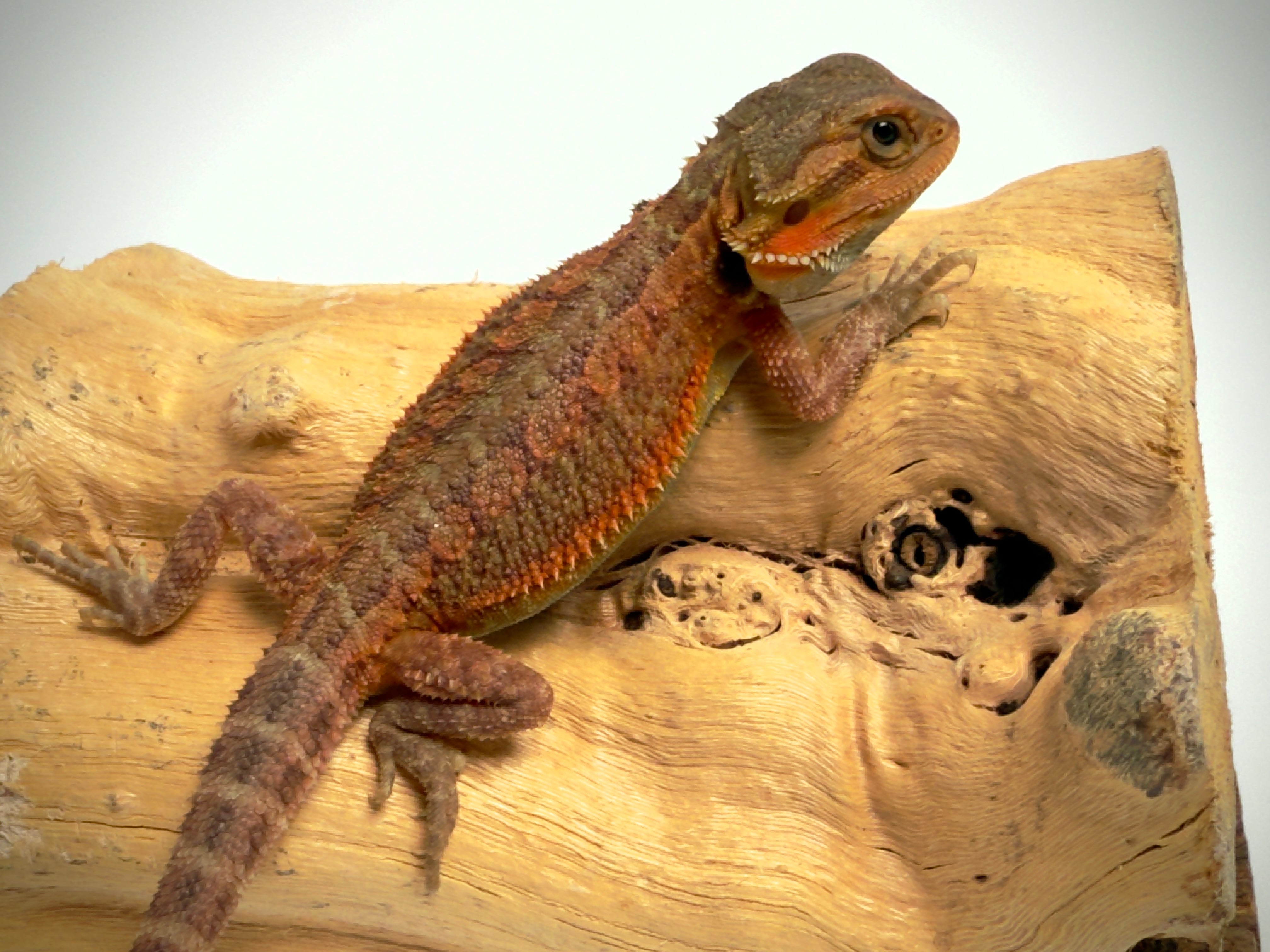 Female Trans, Red Monster Outcross, Het Witblits