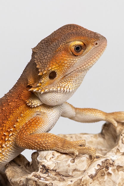 Male Red Monster Witblits